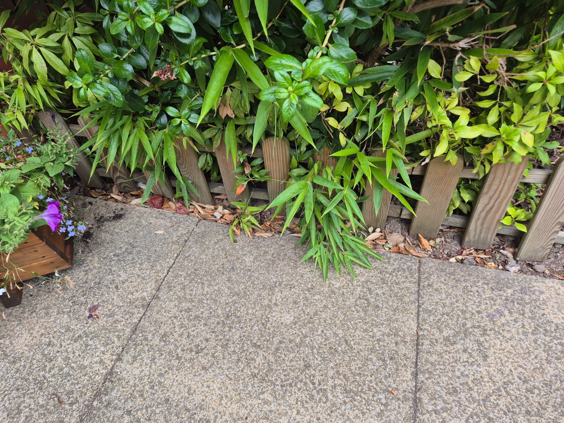 Bamboo rhizomes spreading under block paving