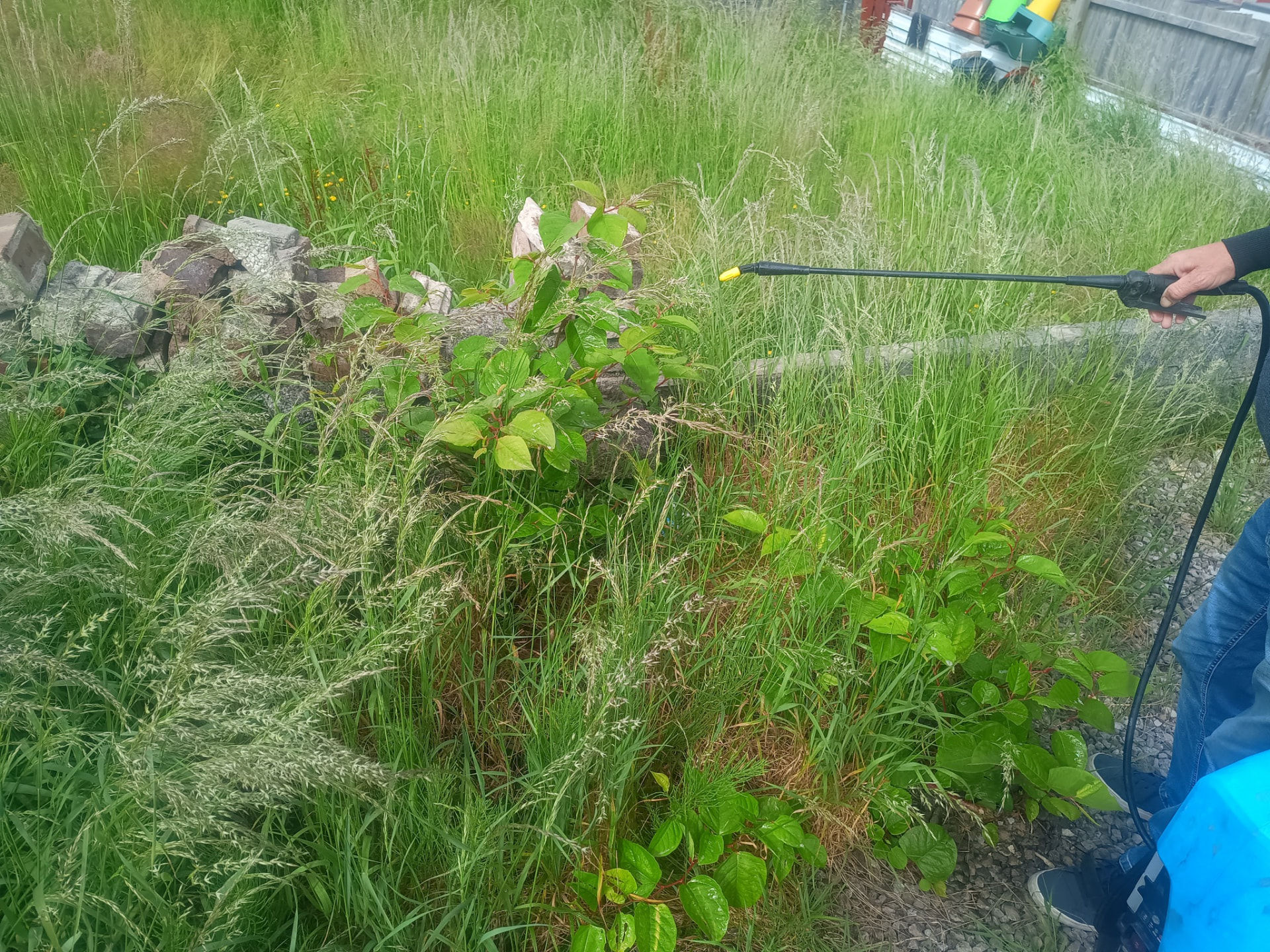qualified technician spraying herbicide onto Japanese knotweed regrowth