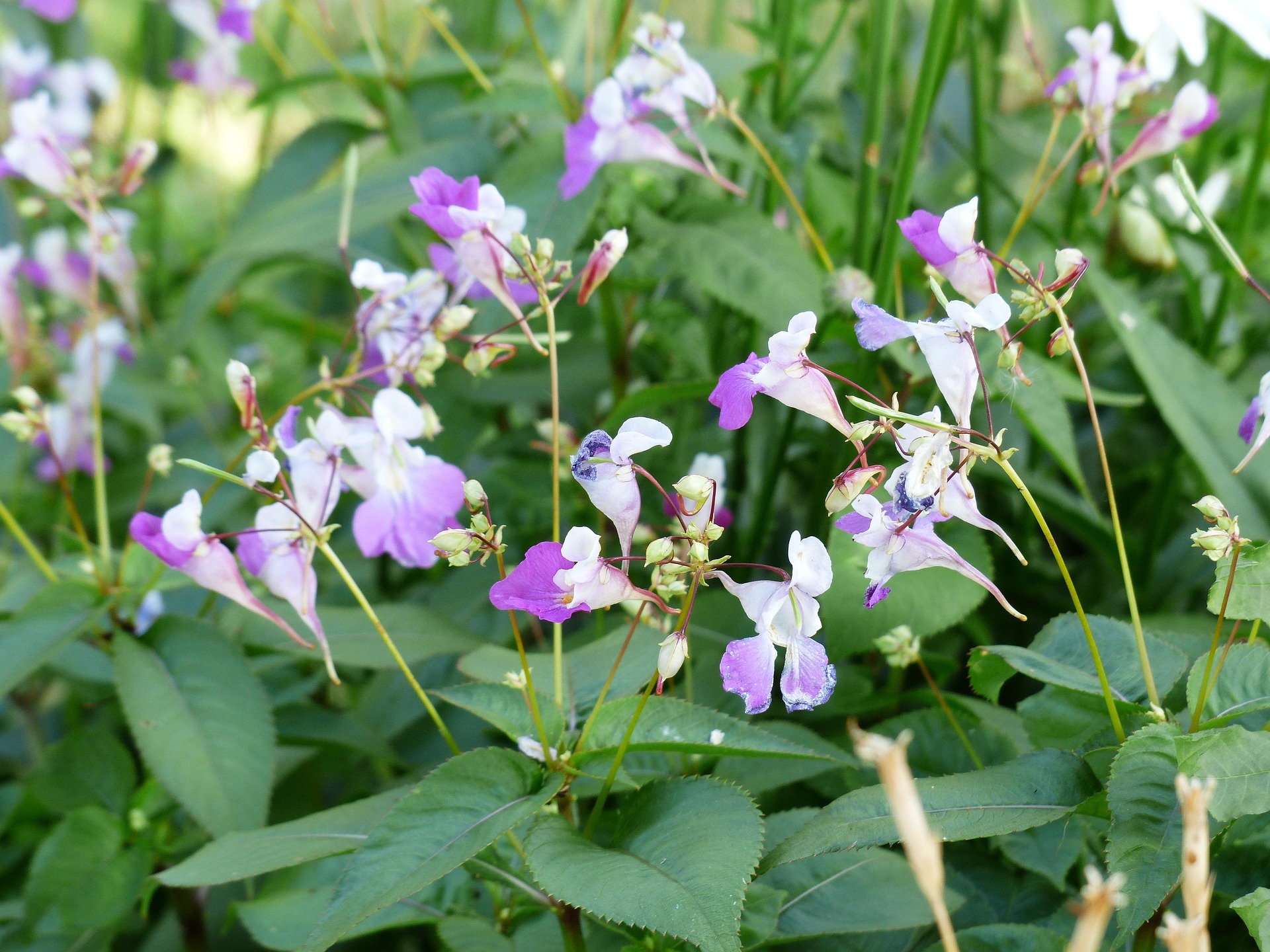 Balsam controlled from the top of the catchment downwards. Treating only the lower reaches simply invites reinfestation from upstream seed the following season. Dense stand of Himalayan balsam in flower along a watercourse